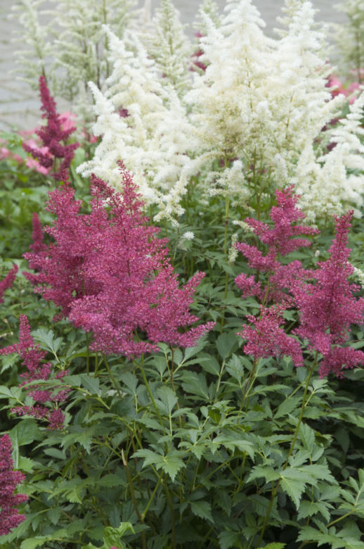 Tawułka Arendsa