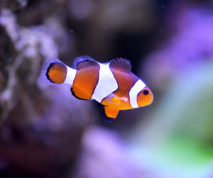 Gdzie jest Nemo?