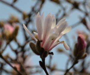 Magnolia loebnera 'Leonard Messel'