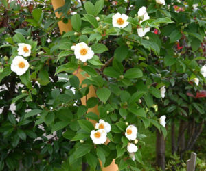 Stewarcja kameliowata