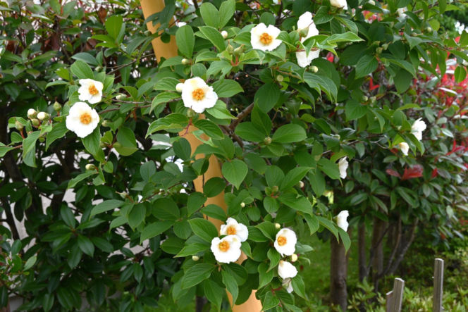 Stewarcja kameliowata