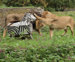 Rozrywka dla lwów z łódzkiego zoo