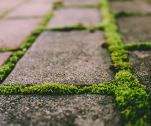 Czy można przenieść mech z lasu do obsadzenia ścieżki?