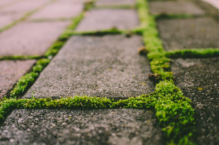 Czy można przenieść mech z lasu do obsadzenia ogrodowej ścieżki? Odpowiada ekspert