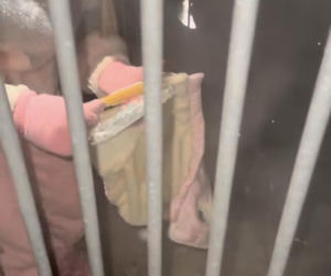 Doda ratuje psy przed mrozem