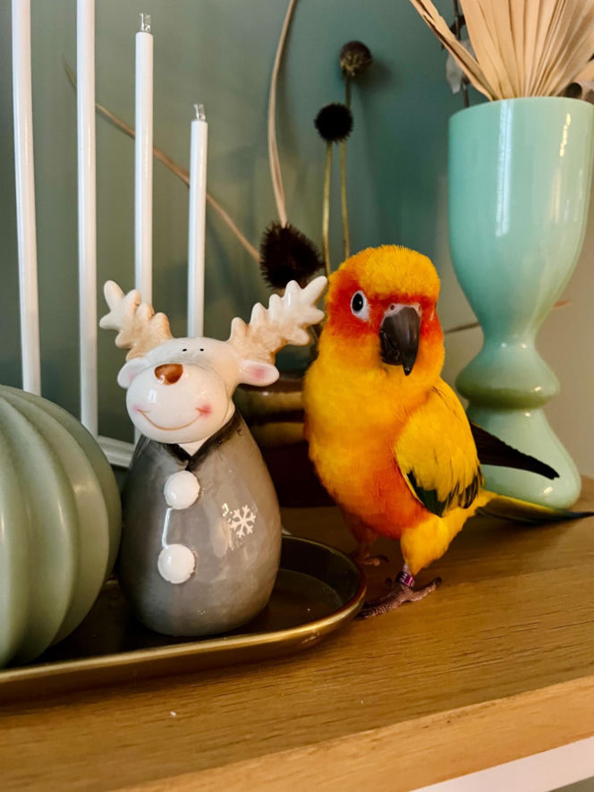 Ktoś zastrzelił papugę na osiedlu Żabiniec w Krakowie