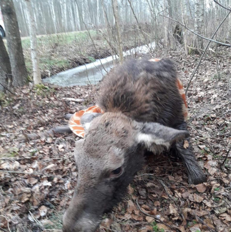 Rogożynek. Młody łoś utknął w rowie. Wyciągnęli go strażacy OSP [ZDJĘCIA]