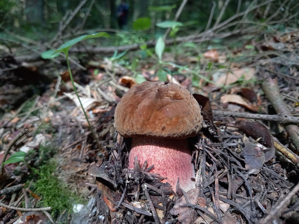 borowik ceglastopory