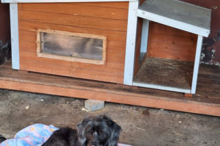 Skandal w Legnicy! Przywiązali psy do płotu schroniska i odjechali. Poznajesz je?