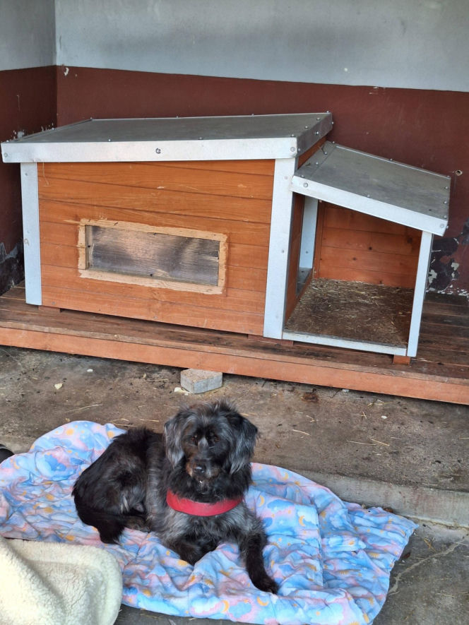 Skandal w Legnicy! Przywiązali psy do płotu schroniska i odjechali. Poznajesz je?