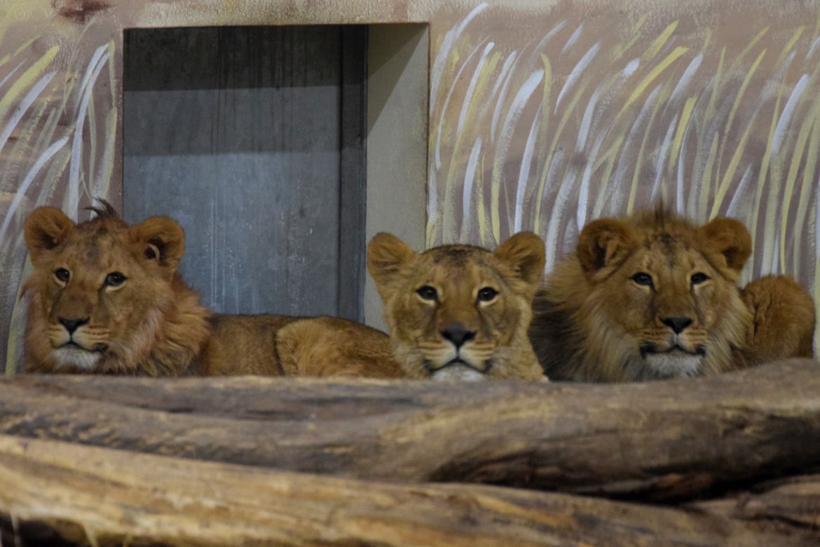 Poznańskie ZOO ratuje dzikie zwierzęta z Ukrainy