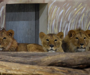 Poznańskie ZOO ratuje dzikie zwierzęta z Ukrainy