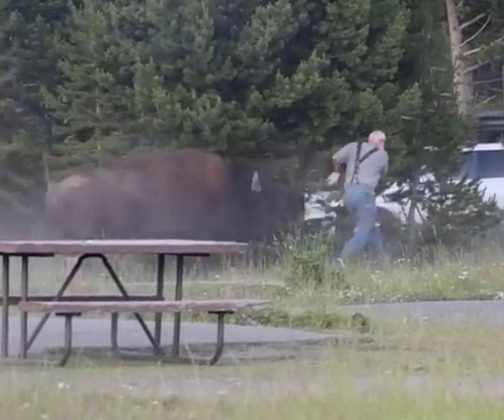 Bizon szarżuje na uciekającego mężczyznę na polu namiotowym. O groźnym ataku w Yellowstone przeczytasz na Eska.