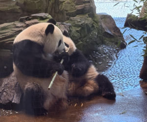 Pandy ZOO Berlin