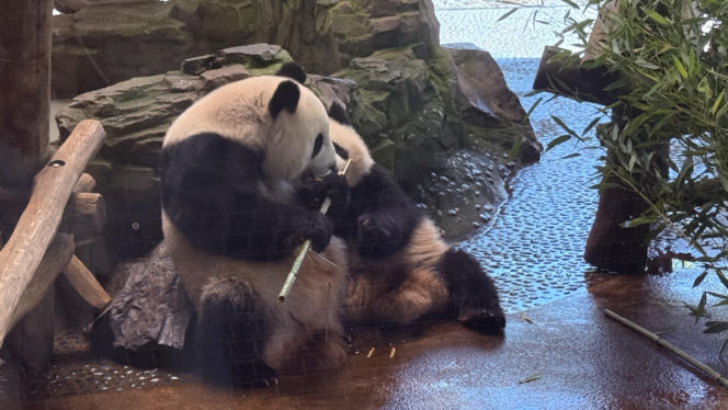 Pandy ZOO Berlin