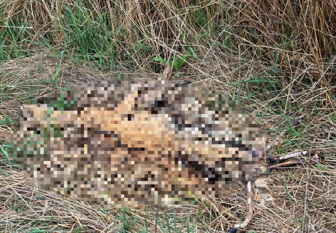 Makabryczne odkrycia przy budowie A2 na Mazowszu. Niewytłumaczalna fala zabójstw
