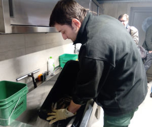 Tak prezentują się pingwiny w śląskim ZOO. Kiedy będzie można je odwiedzać? [ZDJĘCIA, WIDEO]