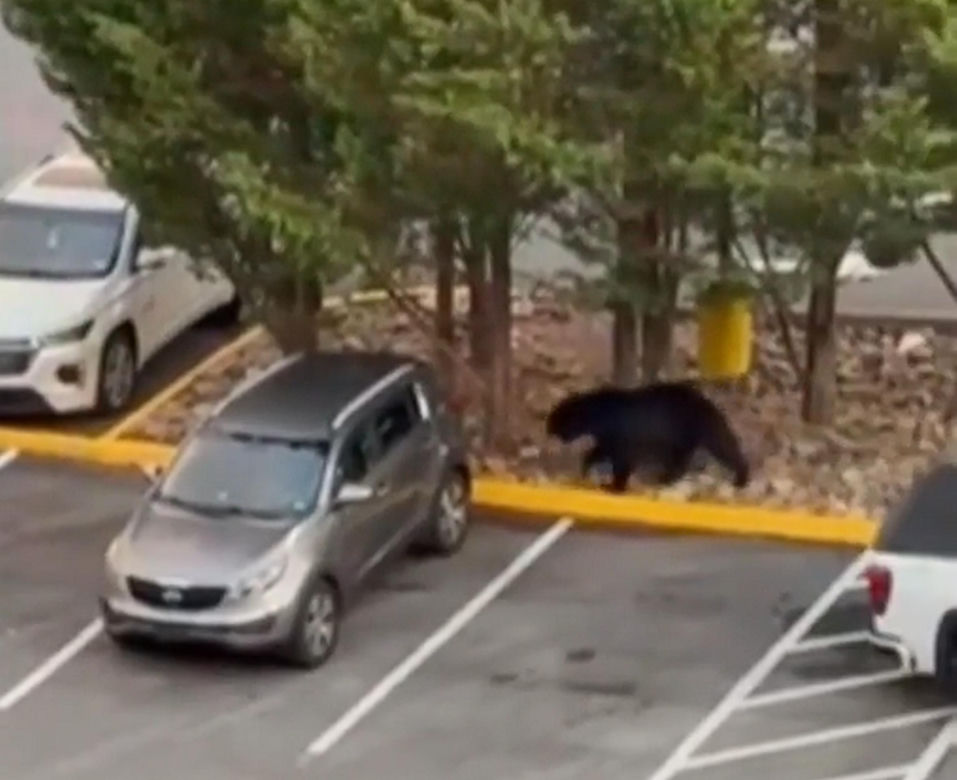 Niedźwiedź wbiegł na parking pełen ludzi! Zobacz, co stało się potem
