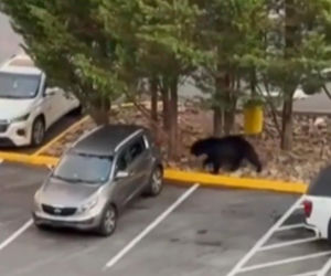 Niedźwiedź wbiegł na parking pełen ludzi! Zobacz, co stało się potem