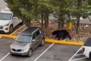 Niedźwiedź wbiegł na parking pełen ludzi! Zobacz, co stało się potem