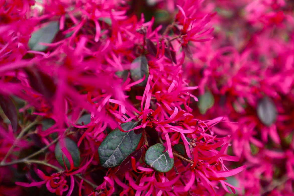 Loropetalum chińskie