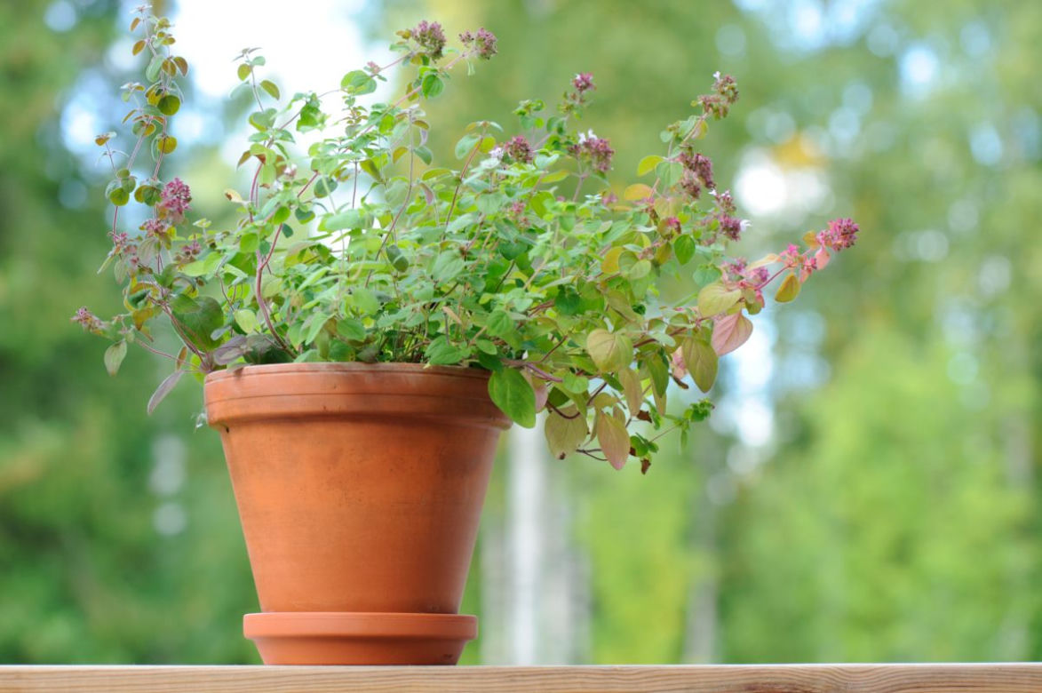 Oregano
