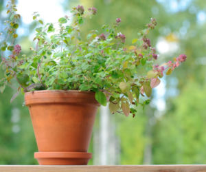Oregano
