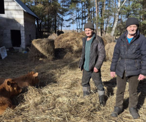 Rolnik z Podlasia bronił swojego bydła. Gdyby nie brat, to by mnie tam zatłukli