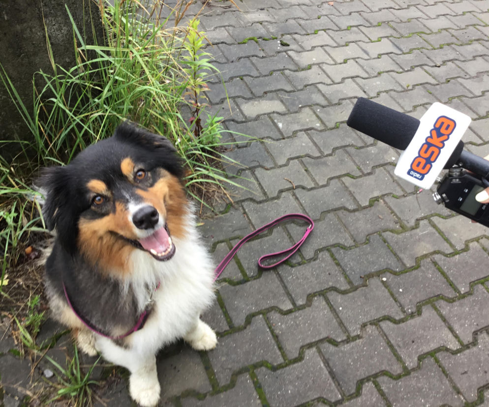 Ratownicze psy szukają zaginionych ludzi na terenie całej Małopolski.