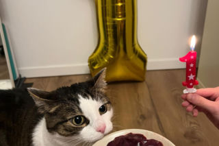 Panduś świętuje rocznicę nowego życia