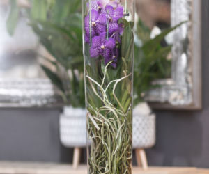 Storczyk Vanda