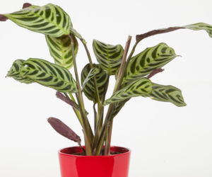 Ctenanthe burle-marxii