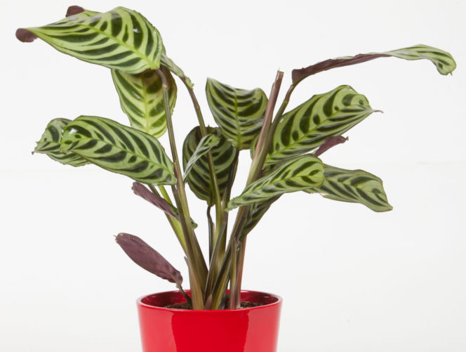 Ctenanthe burle-marxii