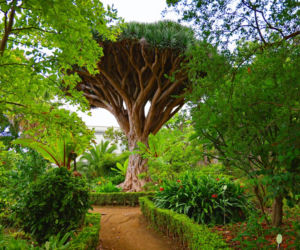 Dracena smocza