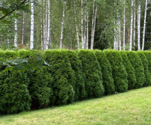 Jakie krzewy nadają się na niski żywopłot formowany?