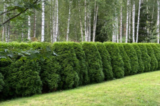Jakie krzewy nadają się na niski żywopłot formowany? Wskazuje ekspert