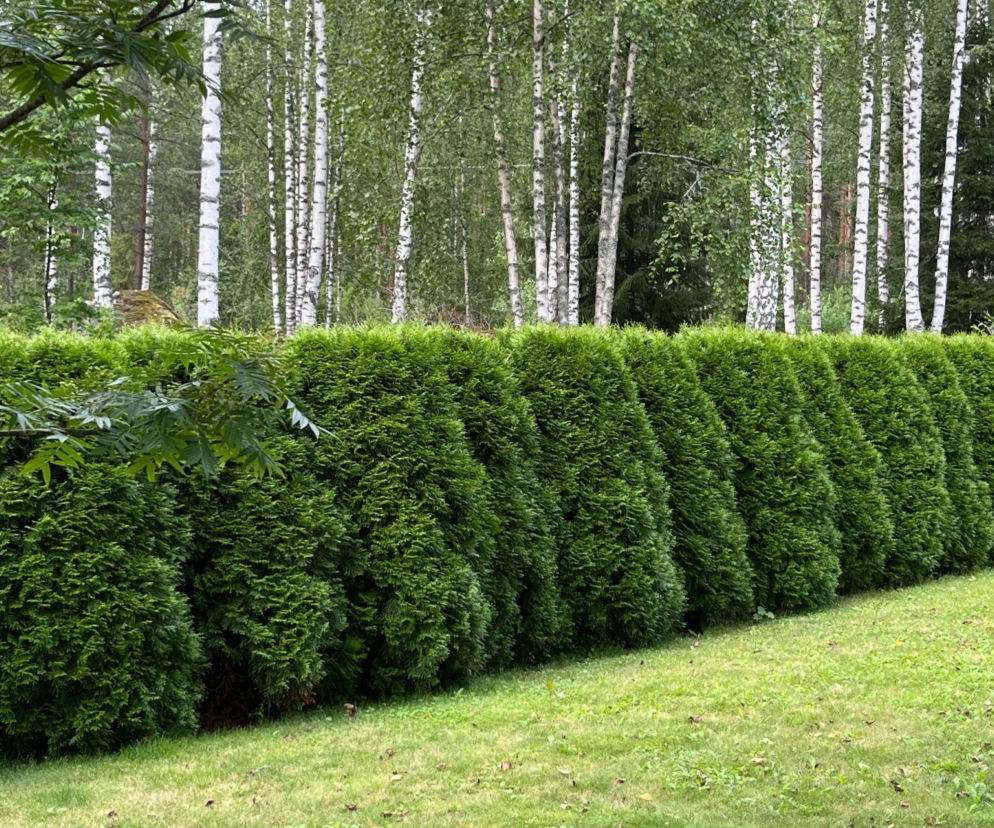 Jakie krzewy nadają się na niski żywopłot formowany?