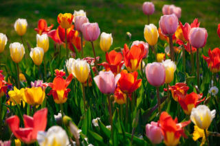 Jedne zakwitną już w marcu, inne poczekają do maja. Zobacz, jak stworzyć tulipanowy spektakl w ogrodzie