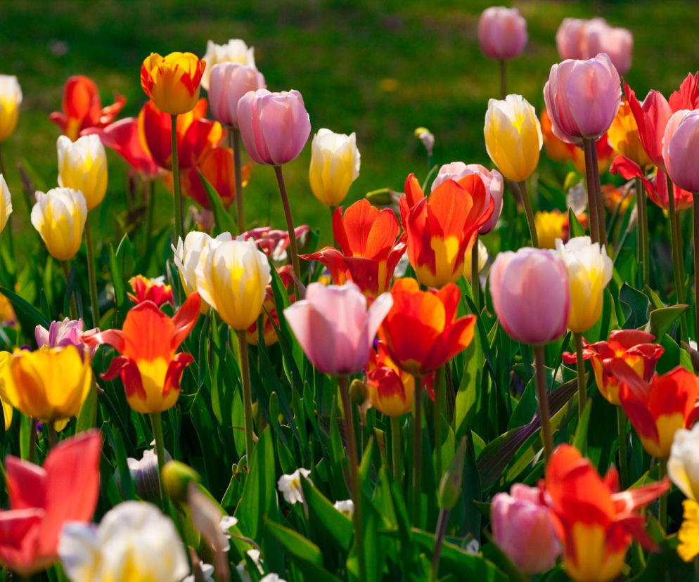 Kalendarz kwitnienia tulipanów: od marca do maja