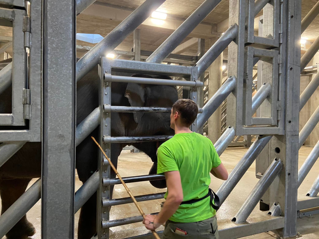 SPA dla słoni. Jak wygląda pielęgnacja mieszkańców łódzkiego ZOO?