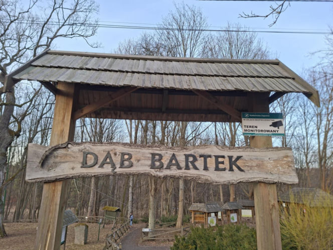 Zobacz jak zmienia się otoczenie Dębu Bartek w Zagnańsku