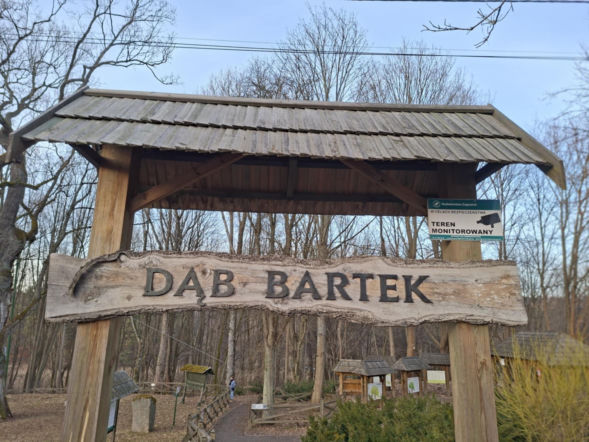 Zobacz jak zmienia się otoczenie Dębu Bartek w Zagnańsku
