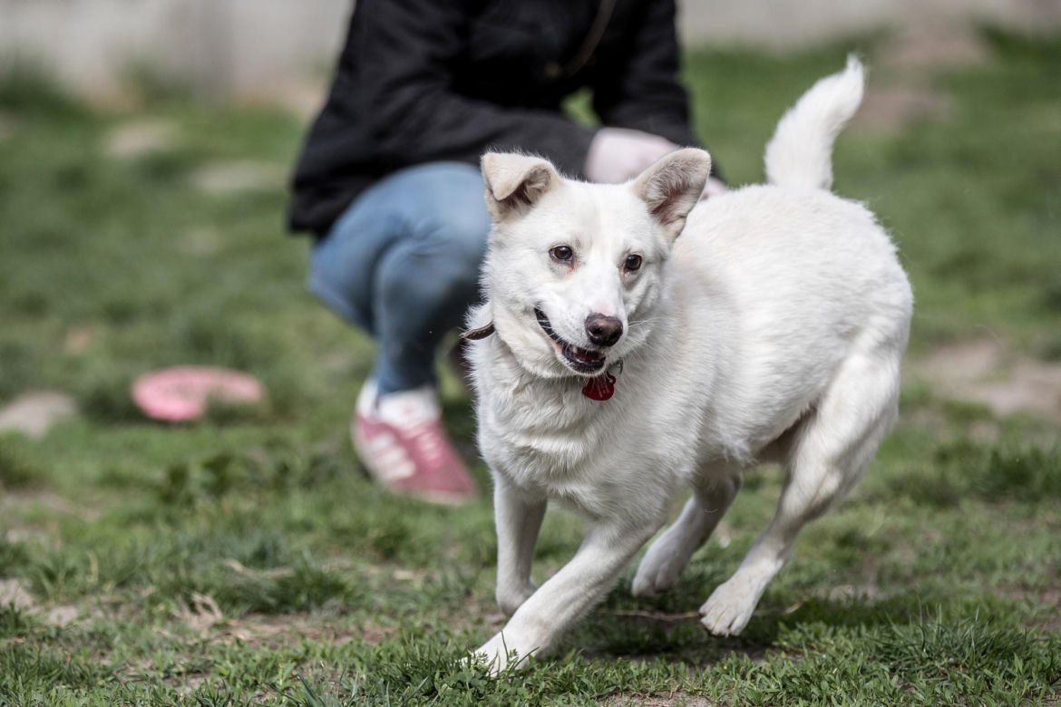Mieszkańcy Krakowa chętnie adoptują psy w czasie koronawirusa