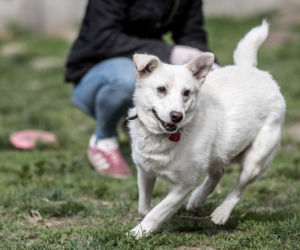 Mieszkańcy Krakowa chętnie adoptują psy w czasie koronawirusa
