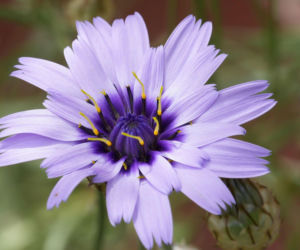 Kupidynek błękitny