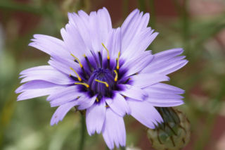 Kupidynek błękitny