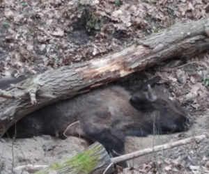 Puszcza Białowieska. Martwe drzewo przygniotło małego żubra. Zwierze nie przeżyło [ZDJĘCIA]
