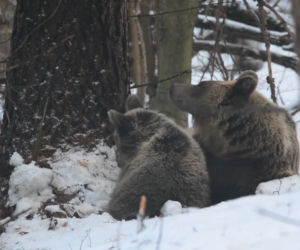 Miśki zasnęły pod gołym niebem