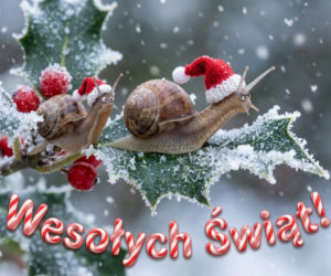 Kartki świąteczne do wysłania online