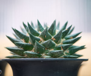 Ariocarpus trigonus